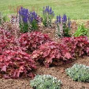 Heuchera 'Red Rover' 2.5L