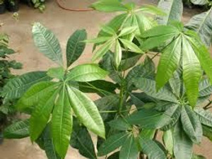 Pachira Aquatica - Triple 15cm Pachira Aquatica - Triple 15cm