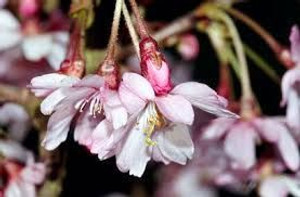 Prunus 'Autumnalis Rosea' - 1. PB18 Prunus 'Autumnalis Rosea' - 1. PB18