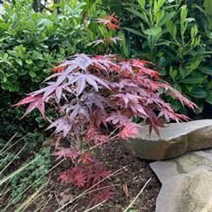 Acer palmatum 'Pixie' - Topiar 6L Acer palmatum 'Pixie' - Topiar 6L