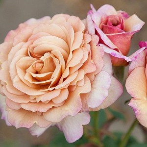 Rose 'Cappuccino' 4.7L