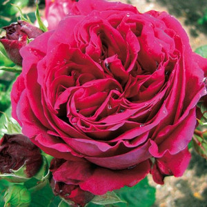 Rose 'Simply Stunning' 4.7L