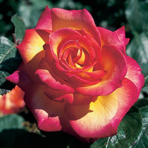 Rose 'Tropical Skies' 4.7L