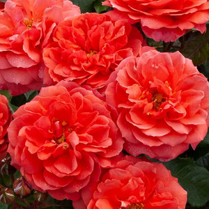 Rose 'My Grandad' 4.7L