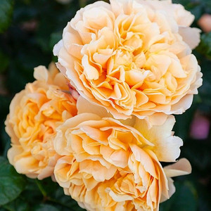 Rose 'My Treasure' 4.7L Rose 'My Treasure' 4.7L
