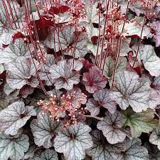 Heuchera 'Northern Exposure Si 9cm