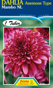 Dahlia Anemone 'Mambo'