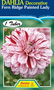 Dahlia Decorative 'Fern Ridge