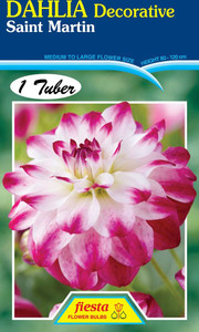 Dahlia Decorative 'Saint Marti