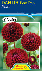 Dahlia Pom Pom 'Natal'