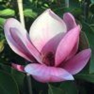 Magnolia 'Still Me' PB18