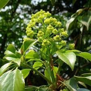 Trochodendron aralioides PB18 Trochodendron aralioides PB18