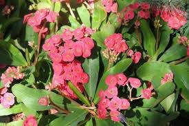 Euphorbia 'Lipstick' 1.5L