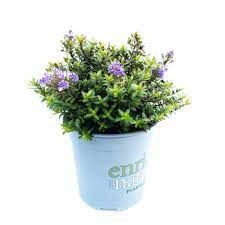 Hebe 'Violet Cushion' 2.5L