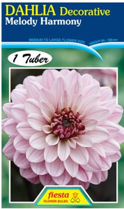 Dahlia Decorative 'Melody Harm