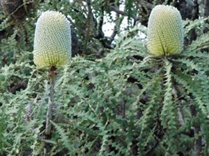 Banksia speciosa 2.5L