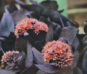 Sedum 'Midnight Coral' 9cm