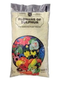 Riverside Flowers Of Sulphur 4