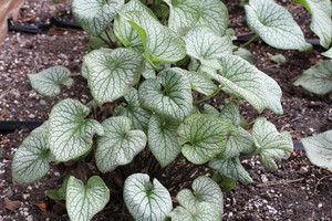 Brunnera 'Alchemy Pewter' 14cm