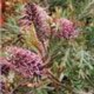 Grevillea 'Dorothy Gordon' 3.3L Grevillea 'Dorothy Gordon' 3.3L