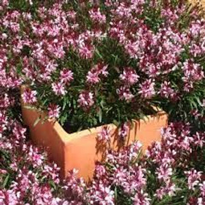 Gaura 'Lillipop Blush' 2.5L Gaura 'Lillipop Blush' 2.5L