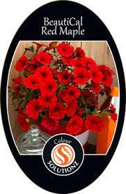 Petunia 'BeautiCal Red Maple' 1.25L