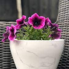 Petunia Perfectunia 'Seville' 2.5L