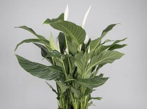 Spathiphyllum 'Sylvana' 15cm (98666) 15cm Spathiphyllum 'Sylvana' 15cm (98666) 15cm