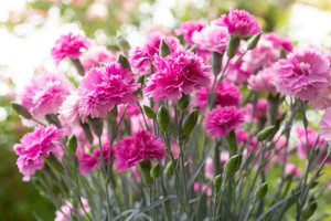 Dianthus 'Pink Eclipse' 14cm Dianthus 'Pink Eclipse' 14cm