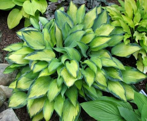 Hosta 'Katherine Lewis' 2L