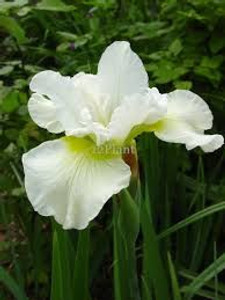 Iris sibirica 'Harpswell Happi 2.5L Iris sibirica 'Harpswell Happi 2.5L