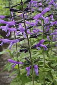 Salvia 'Lake Titicaca' 2L