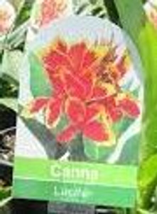 Canna 'Lucifer' 2.5L