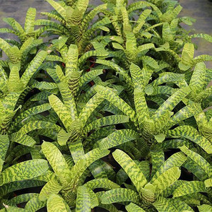 Vriesea hieroglyphica 8.5L