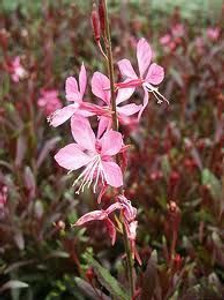 Gaura 'Ballerina Rose' 14cm Gaura 'Ballerina Rose' 14cm