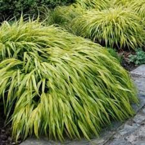 Hakonechloa macra 'Albo-aurea' 1.3L