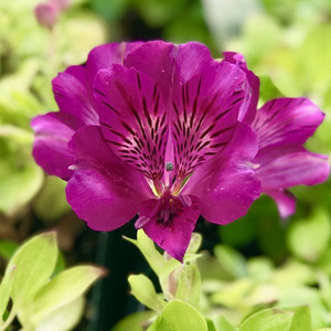 Alstroemeria 'Tamara' 3.3L Alstroemeria 'Tamara' 3.3L