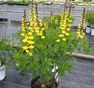 Baptisia 'Lemon Meringue' 1.5L