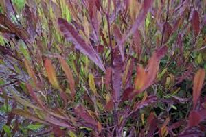 Dodonaea viscosa 'Purpurea' GOL