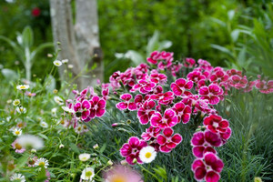 Dianthus 'Flutter Burst' 9cm