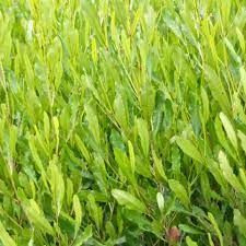 Dodonaea viscosa 3.5L