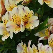 Alstroemeria 'Inca Sundance' 2.5L