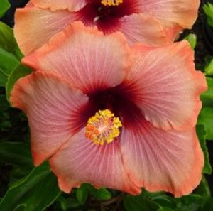 Hibiscus 'Harry Borris' 2.5L