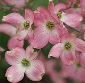 Cornus florida 'Spring Song' 6L Cornus florida 'Spring Song' 6L