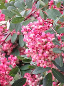 Sorbus hupehensis PB18 Sorbus hupehensis PB18