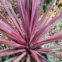 Cordyline 'Paso Doble' 2.5L
