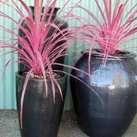 Cordyline 'Salsa' 2.5L