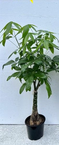 Pachira aquatica - Plait Mediu 10L Pachira aquatica - Plait Mediu 10L