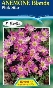 Anemone 'Blanda Pink Star' 8