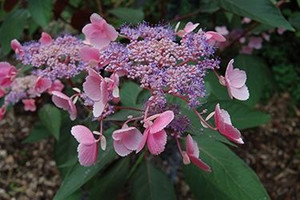 Hydrangea aspera 'Hot Chocolat 3.3L Hydrangea aspera 'Hot Chocolat 3.3L